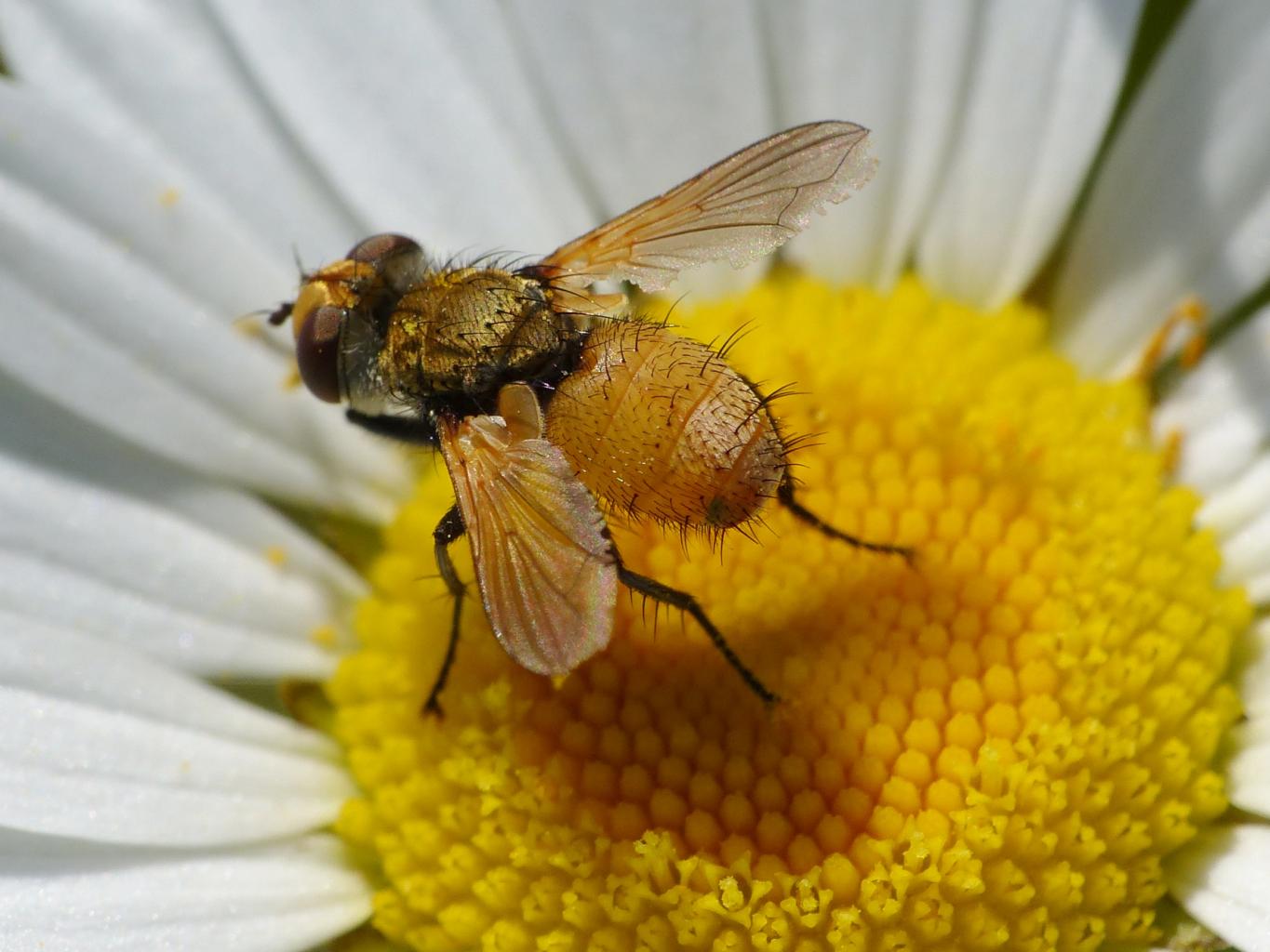 Tachinidae dorato: Eliozeta helluo